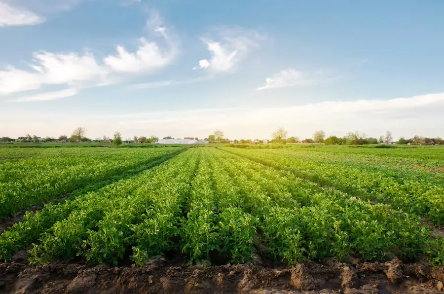Broadacre Farming in Australia: What is it?